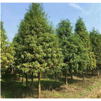 湖南水杉各种规格供应