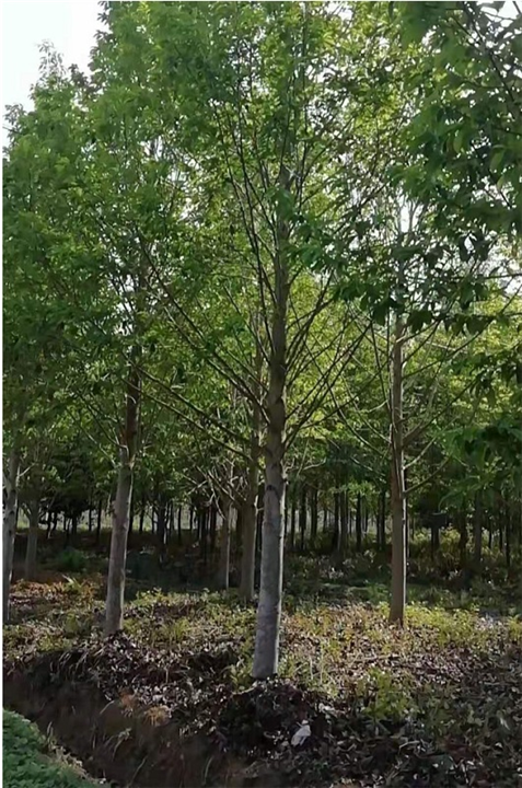 湖南乐昌含笑优质供应