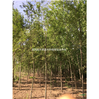 山东榆树优质供应