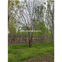 山东丛生国槐供应