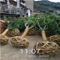 浙江鸡爪槭