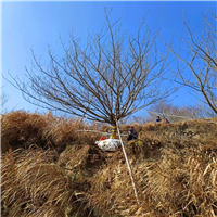 浙江樱花批发基地