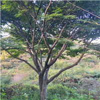 浙江鸡爪槭基地