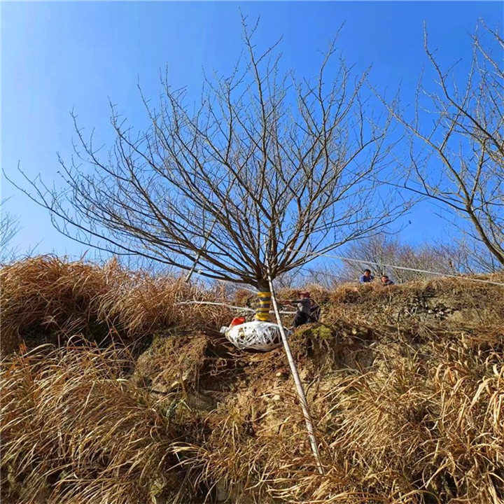 浙江樱花批发基地
