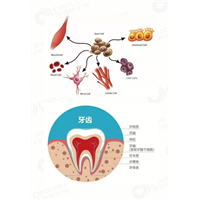 郑州干细胞公司联系电话