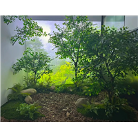广东假树制作