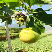 桂林百香果苗