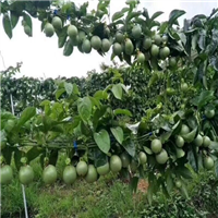 百香果嫁接苗