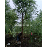 湖南大量落羽杉出售