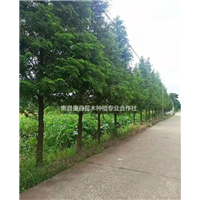 湖南水杉各种规格供应