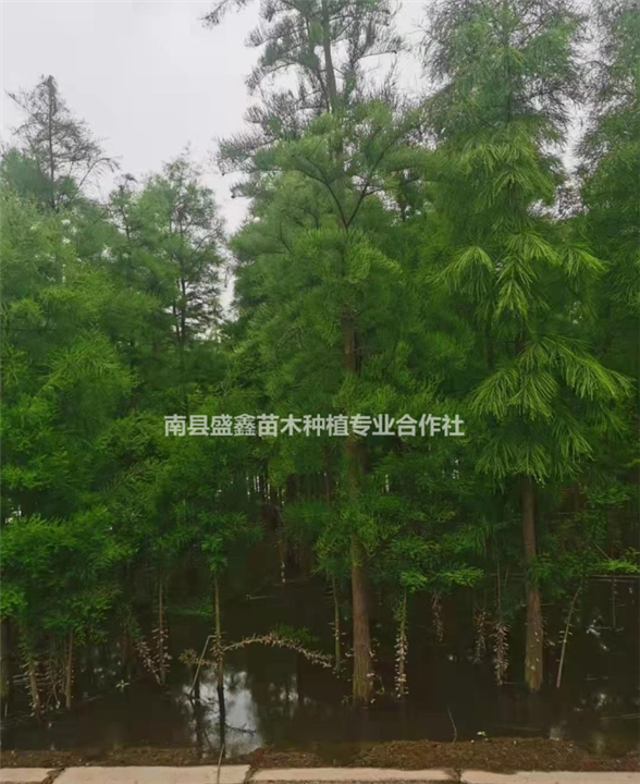 湖南池杉供应出售