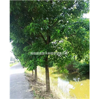 湖南香樟大量供应