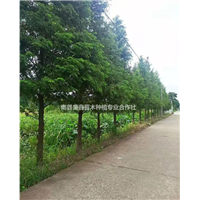 湖南2-15公分水杉供应