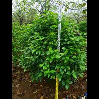 海南地被植物种植基地
