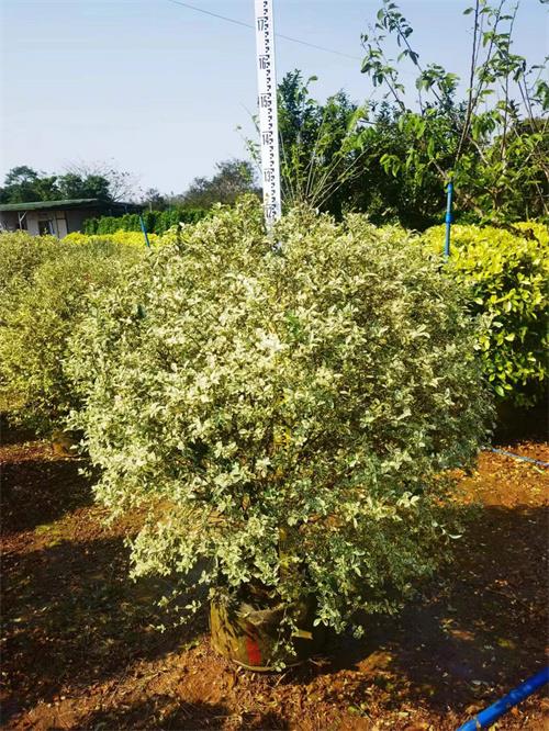 海南花叶女贞种植基地