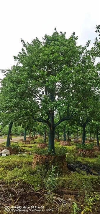 海南铁冬青种植基地