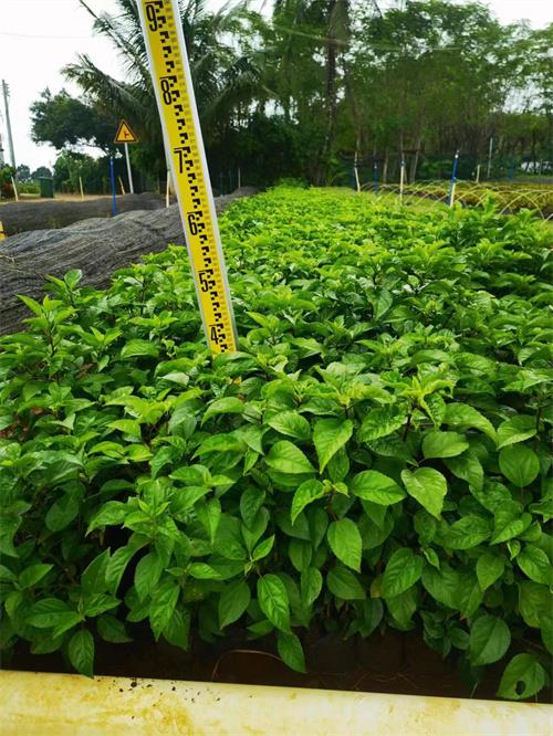 海南大红花种植基地