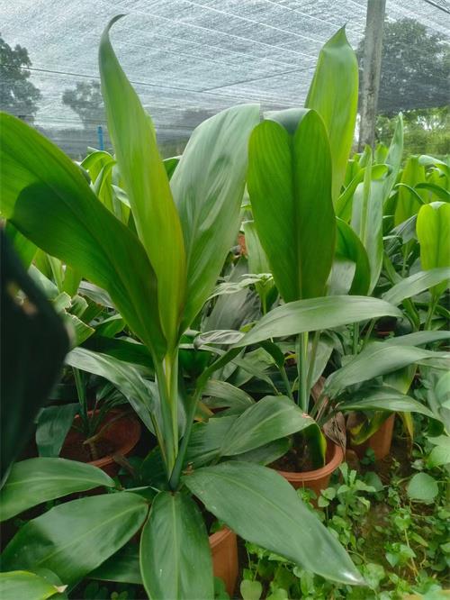 海南大叶青铁种植基地