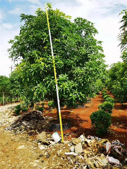 海南芒果树种植基地