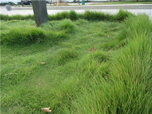 安徽草坪-安徽草坪种植认准绿亮
