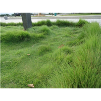 安徽草坪-安徽草坪种植认准绿亮