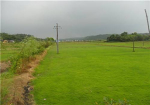 安徽草坪-安徽草坪种植基地