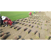 安徽寿县草坪基地 