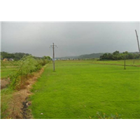 安徽草坪-安徽草坪种植基地