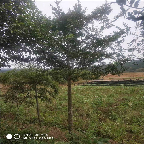 福建竹柏苗基地