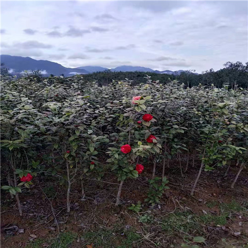 福建茶花苗批发