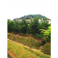 邵武罗汉松基地