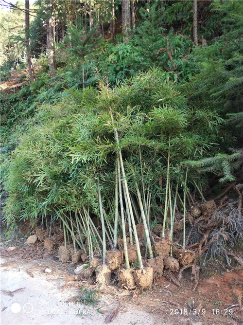 邵武二公分以上毛竹苗