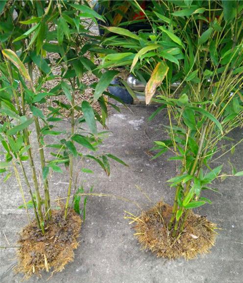 福建一年生毛竹苗基地