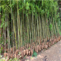 福建毛竹苗销售