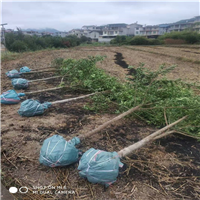 福建竹柏苗批发