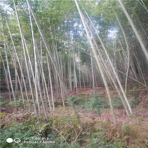 福建毛竹苗供应
