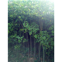 福建野鸦椿苗批发