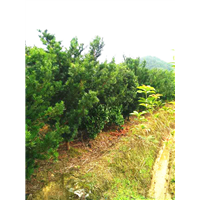 福建罗汉松苗批发