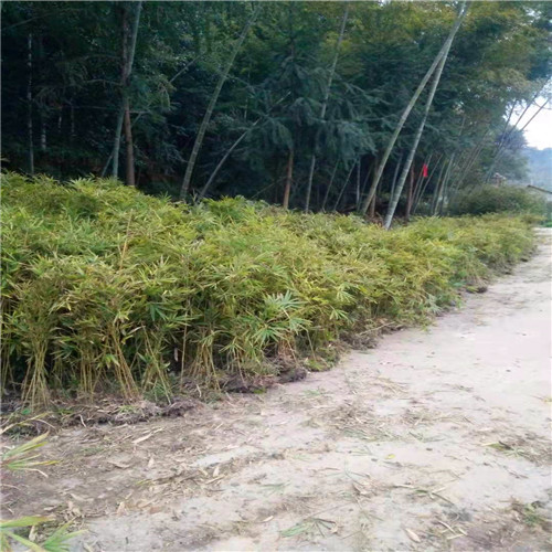 福建毛竹苗出售