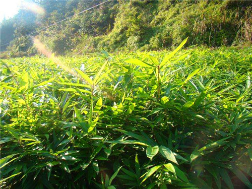 福建一年生毛竹苗