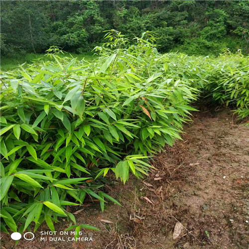 福建毛竹实生苗批发
