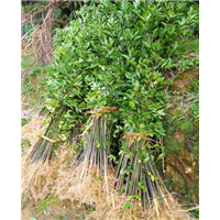 邵武野鸭椿苗基地