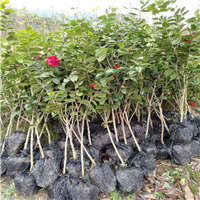 福建茶花苗