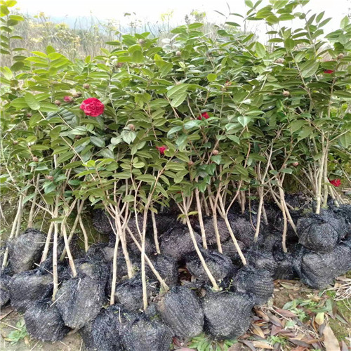 福建茶花苗