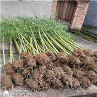邵武雷竹苗种植基地