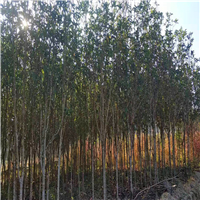 福建桂花批发