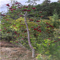 福建野鸦椿苗