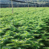 福建杉木苗种植基地