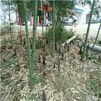 福建雷竹苗基地