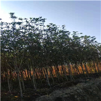 福建桂花基地